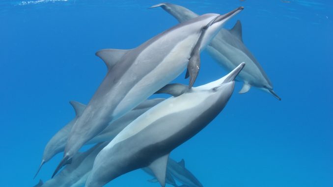 dolphin 1